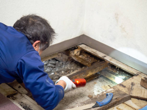 Best Mold Testing  in Deephaven, MN