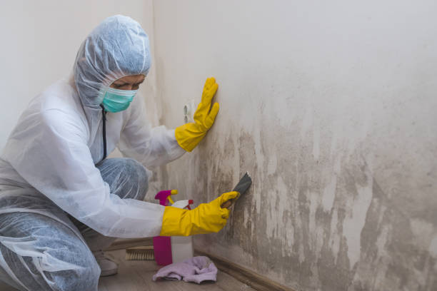 Professional Mold Removal in Deephaven, MN