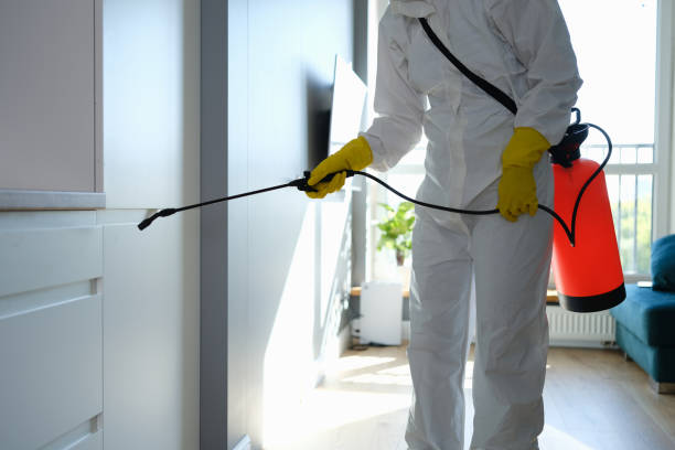 Office Mold Removal Services in Deephaven, MN