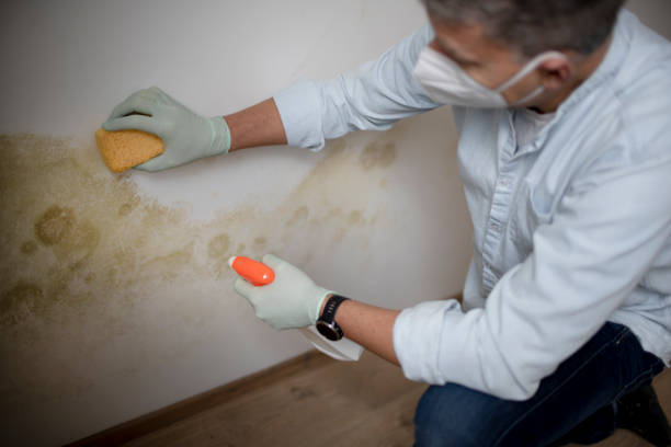 Mold Testing and Removal in Deephaven, MN