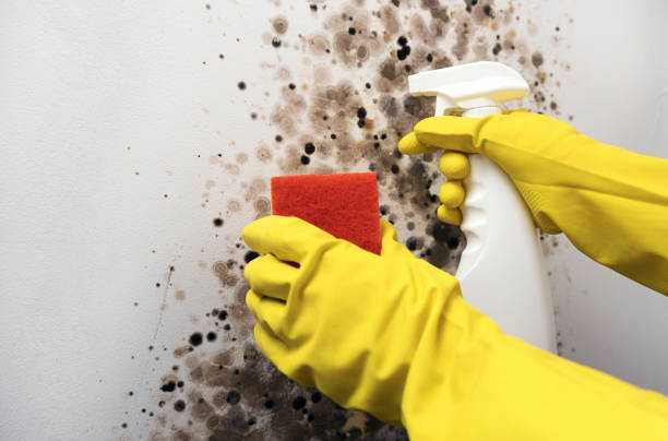 Mold Removal and Inspection in Deephaven, MN