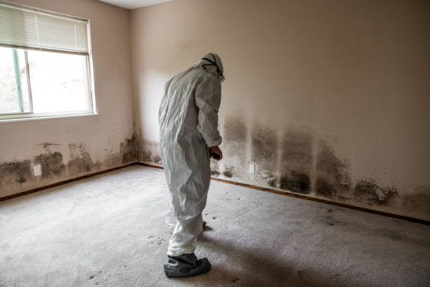 Best Commercial Mold Removal  in Deephaven, MN