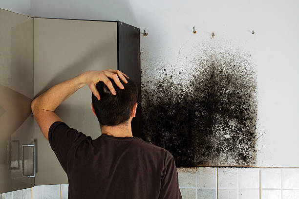 Best Home Mold Removal  in Deephaven, MN