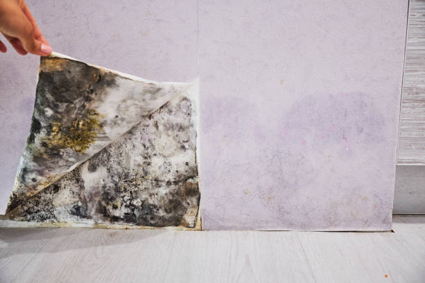 Best Mold Removal and Inspection  in Deephaven, MN